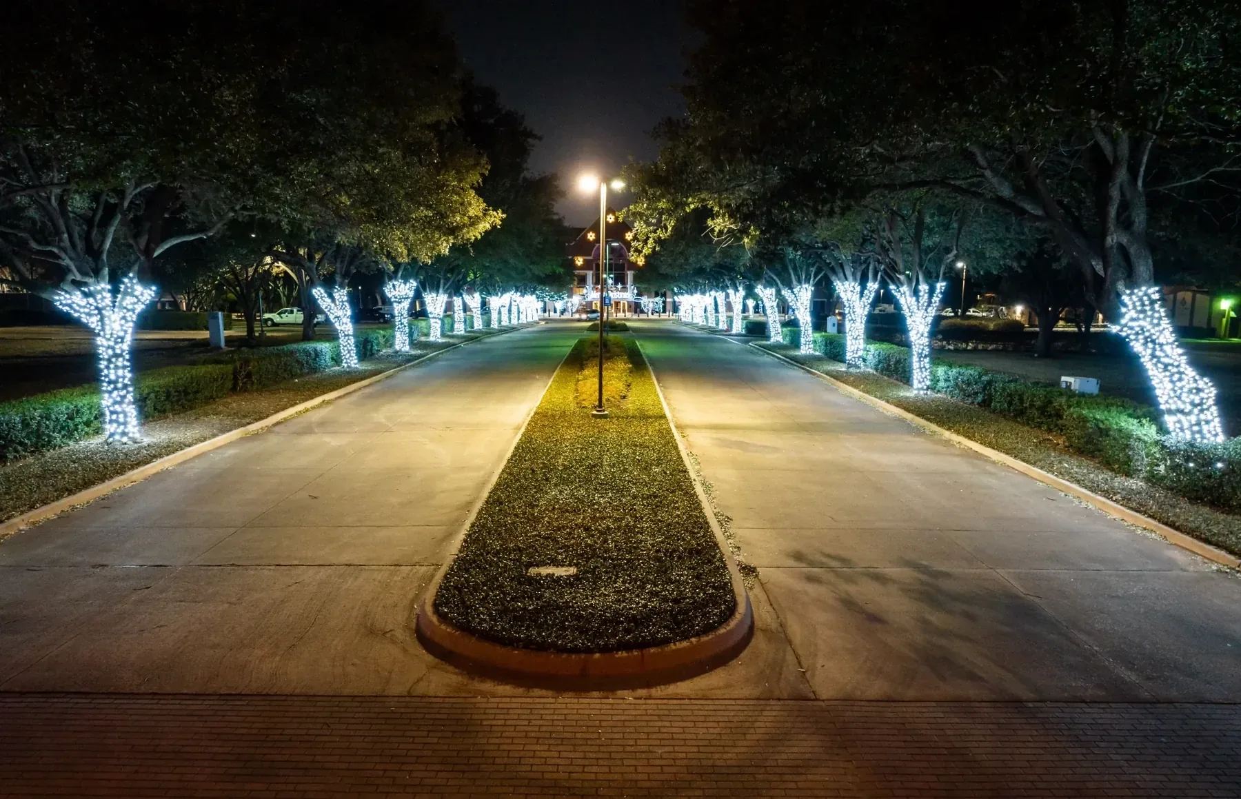 Commercial Tree Lined Drive holiday lighting project in the Corpus Christi area